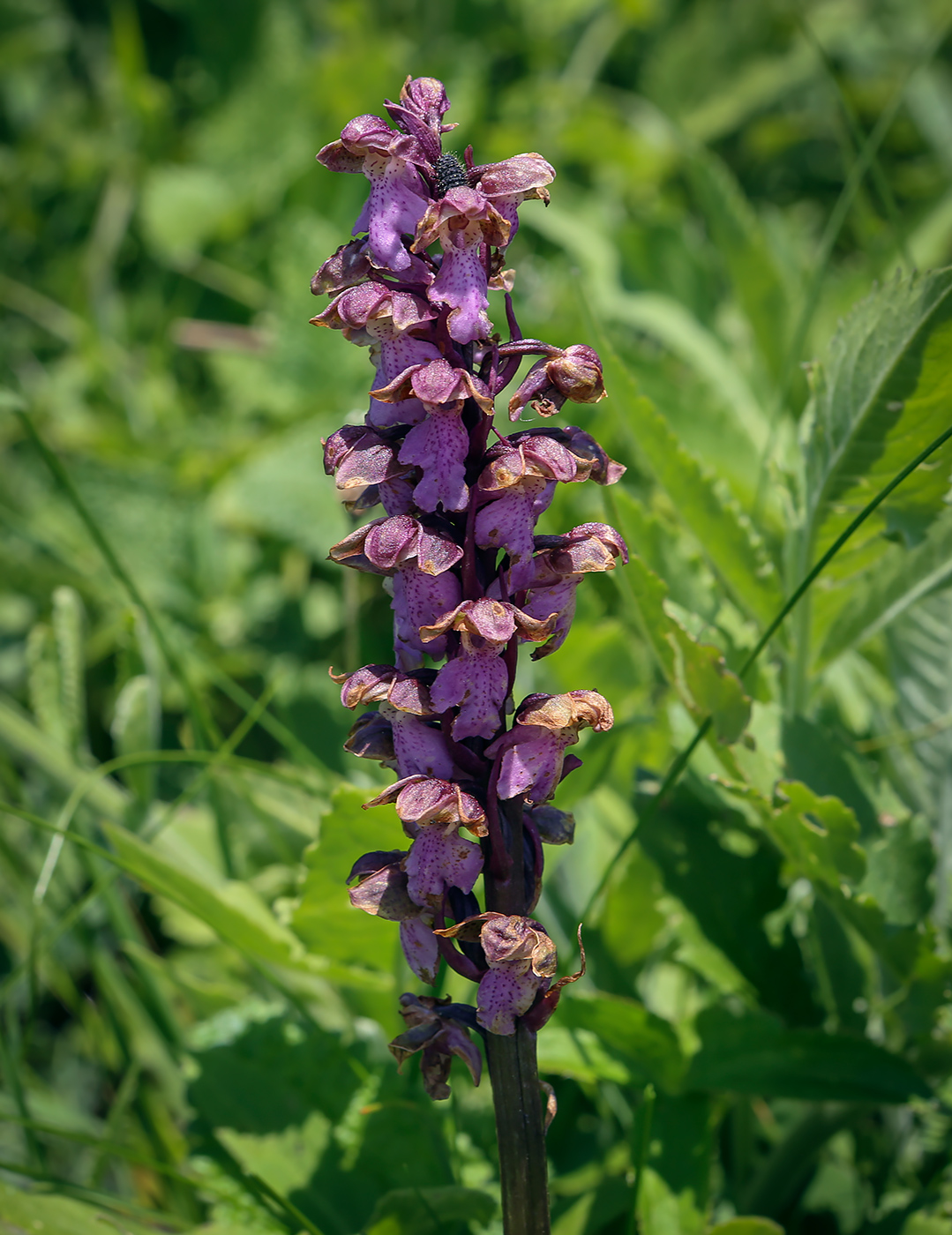 Изображение особи Orchis spitzelii.
