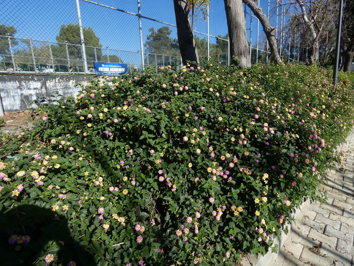 Изображение особи Lantana × strigocamara.