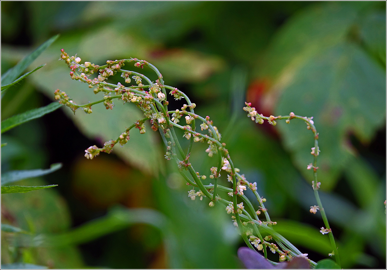 Image of Rumex acetosella specimen.