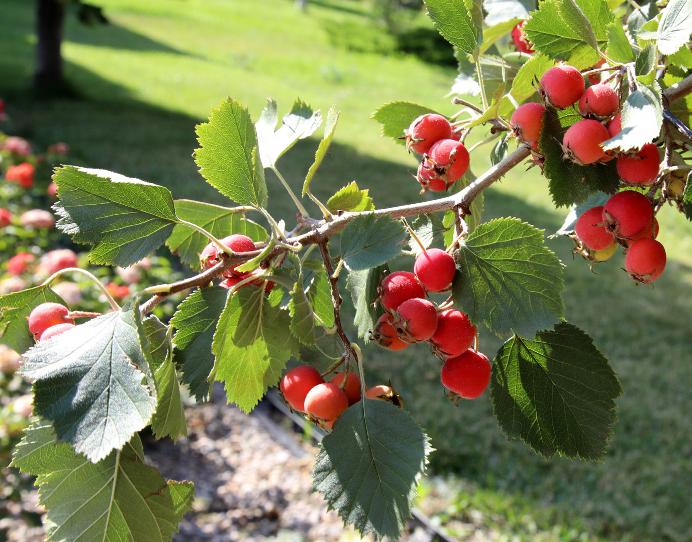 Изображение особи род Crataegus.