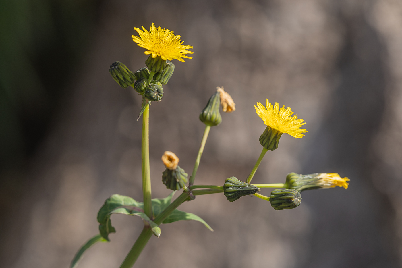Изображение особи Sonchus oleraceus.