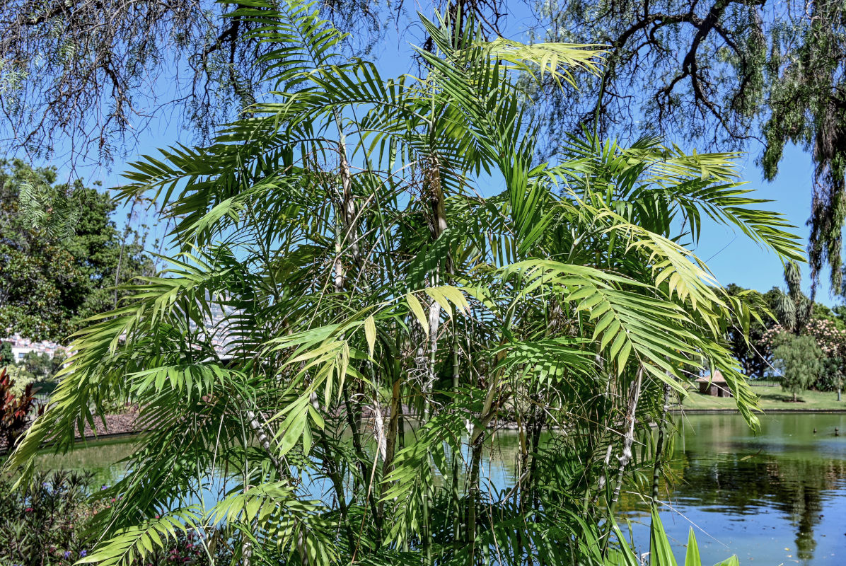 Изображение особи Chamaedorea seifrizii.