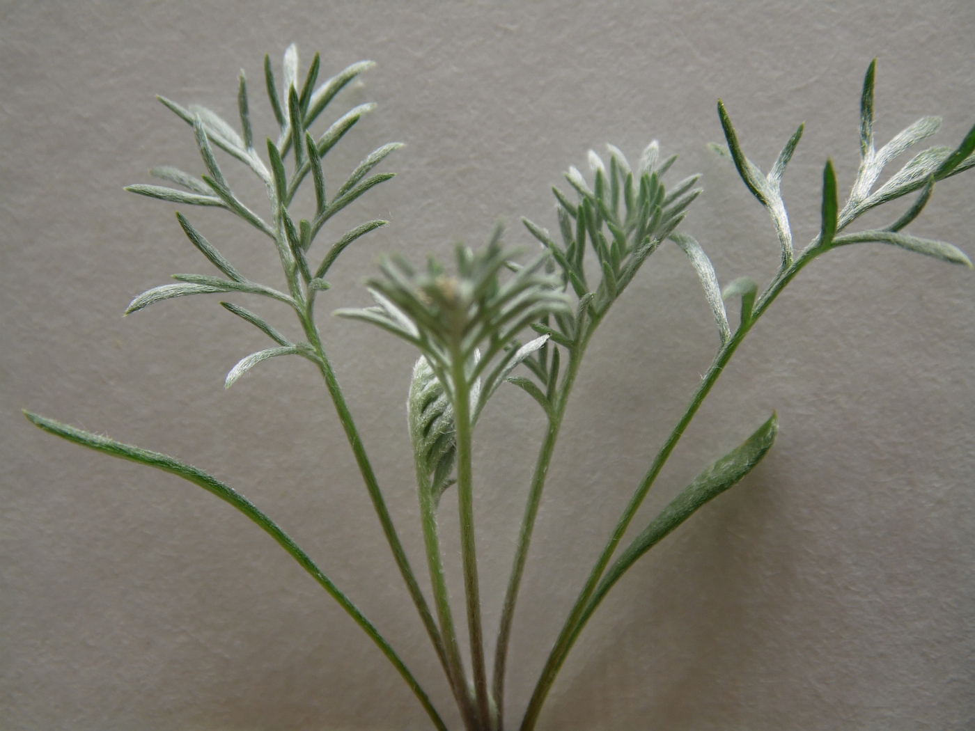 Image of Anthemis sosnovskyana specimen.