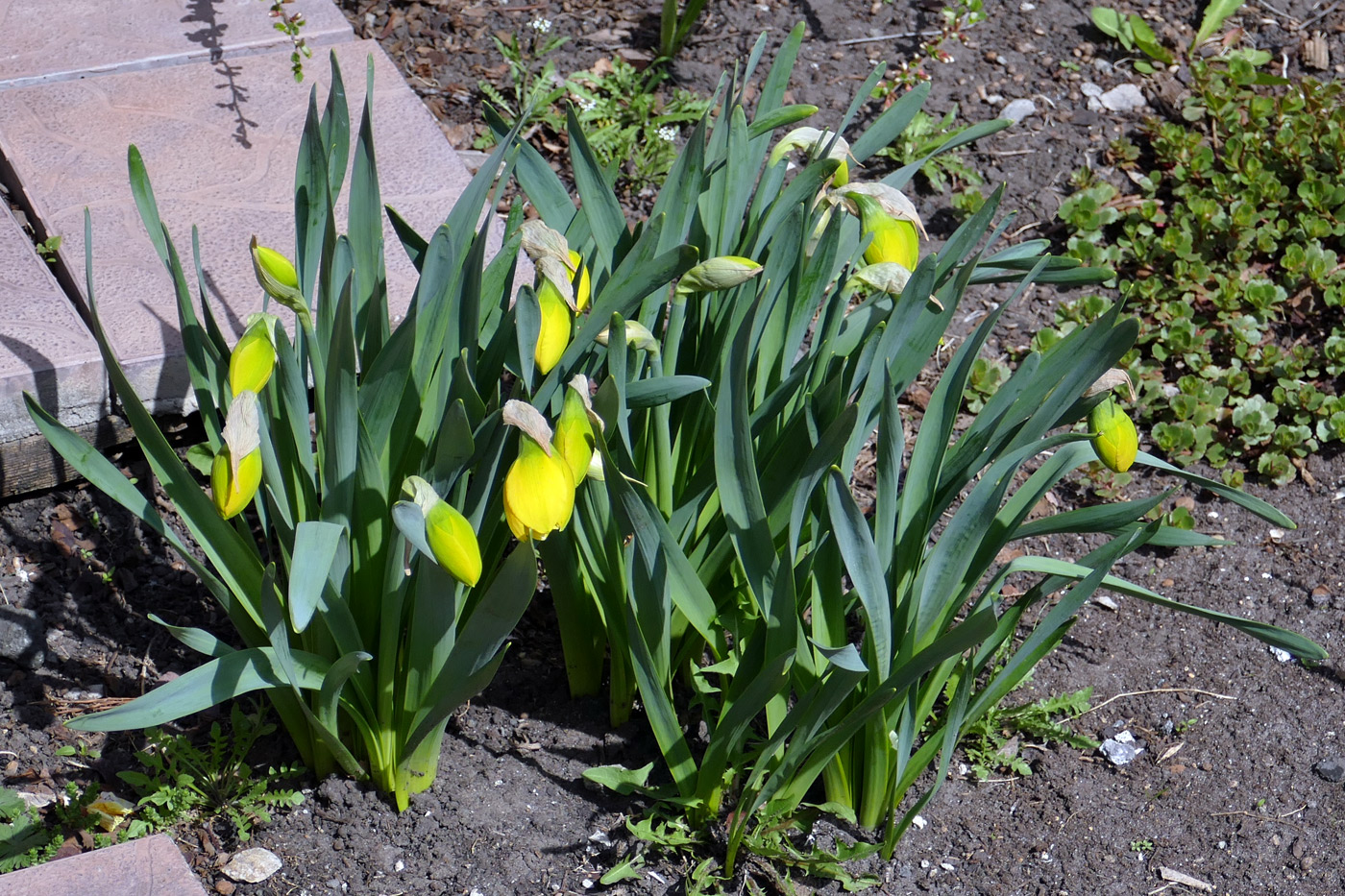 Image of Narcissus pseudonarcissus specimen.