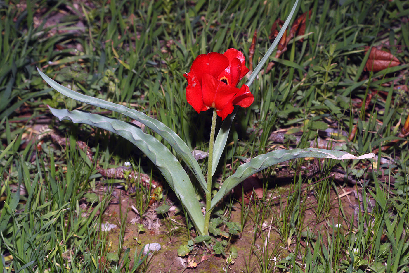 Изображение особи Tulipa tubergeniana.