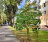 Aralia elata. Вегетирующие растение. Республика Беларусь, г. Витебск, уличное озеленение. Конец сентября.