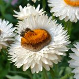 Xerochrysum bracteatum. Соцветие с кормящейся пчелой. Свердловская обл., окр. г. Североуральск, дачный участок. 16.08.2023.