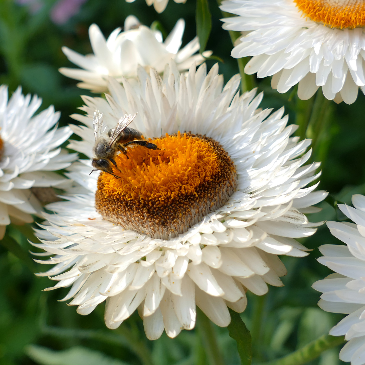 Изображение особи Xerochrysum bracteatum.