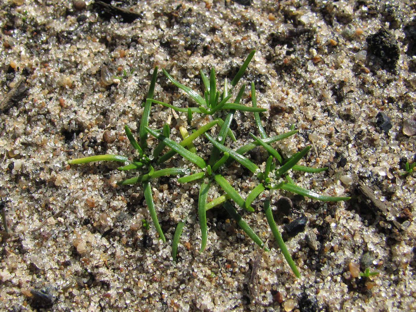 Image of Sagina procumbens specimen.