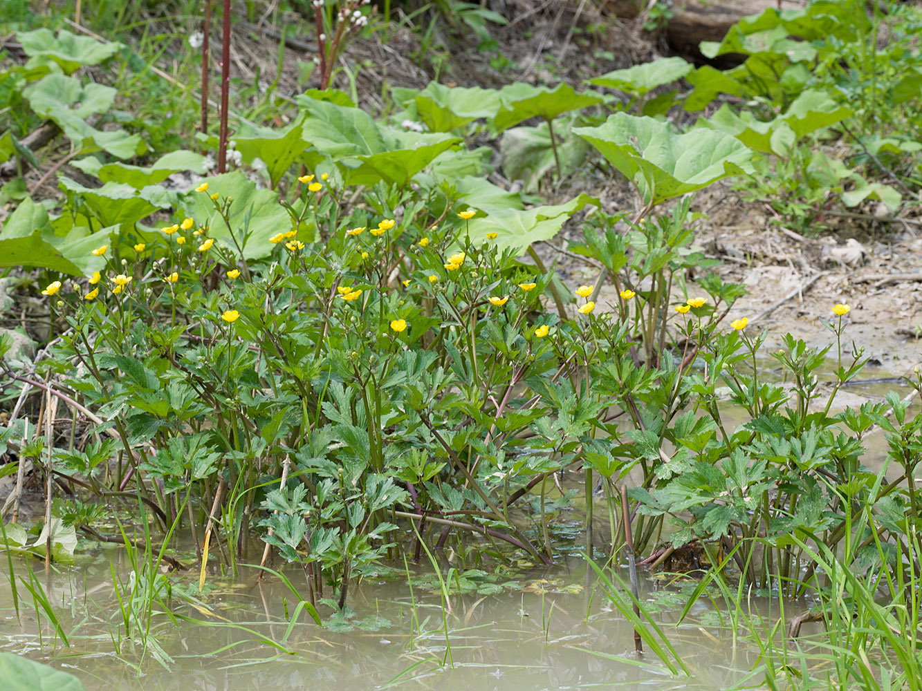 Image of Ranunculus repens specimen.