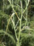 Centaurea cyanus