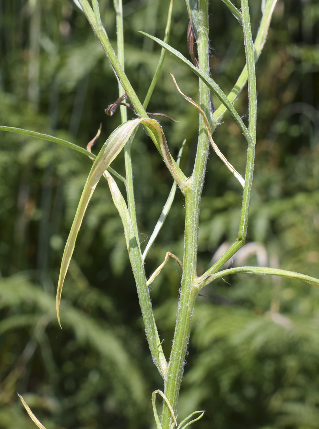 Image of Centaurea cyanus specimen.