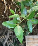 Avicennia marina