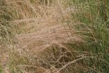 Vulpia myuros. Сухие растения в зарослях Equisetum ramosissimum. Крым, Севастополь, Инкерман, пустырь. 07.07.2026.