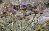 Cynara cardunculus