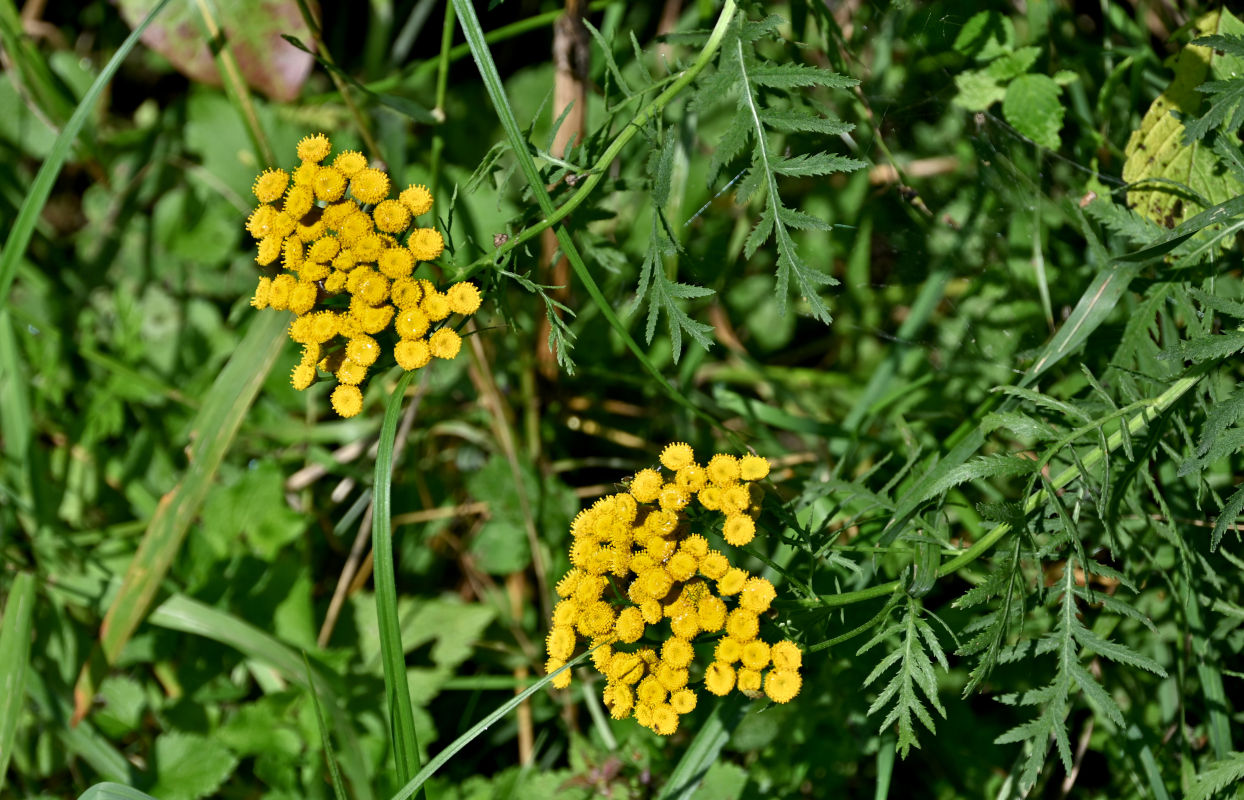 Image of Tanacetum vulgare specimen.