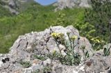 род Erysimum. Цветущее растение. Крым, Караби-яйла, ур. Чигенитра, скальный выход. 16.05.2026.