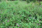 Geranium palustre