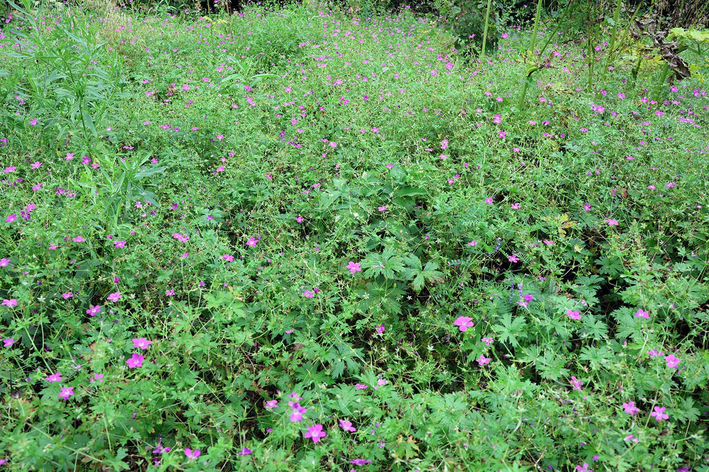 Image of Geranium palustre specimen.