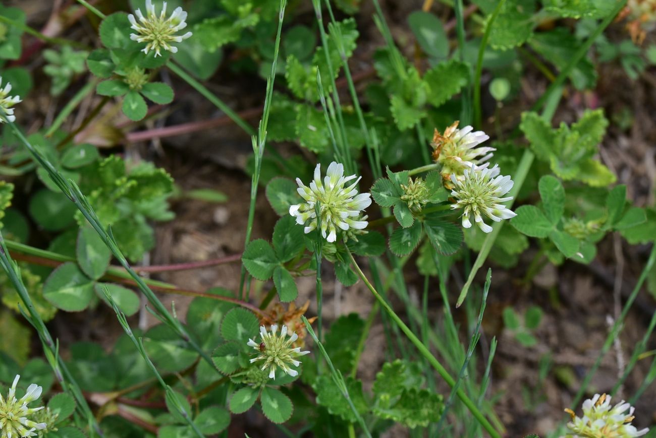 Image of genus Trifolium specimen.