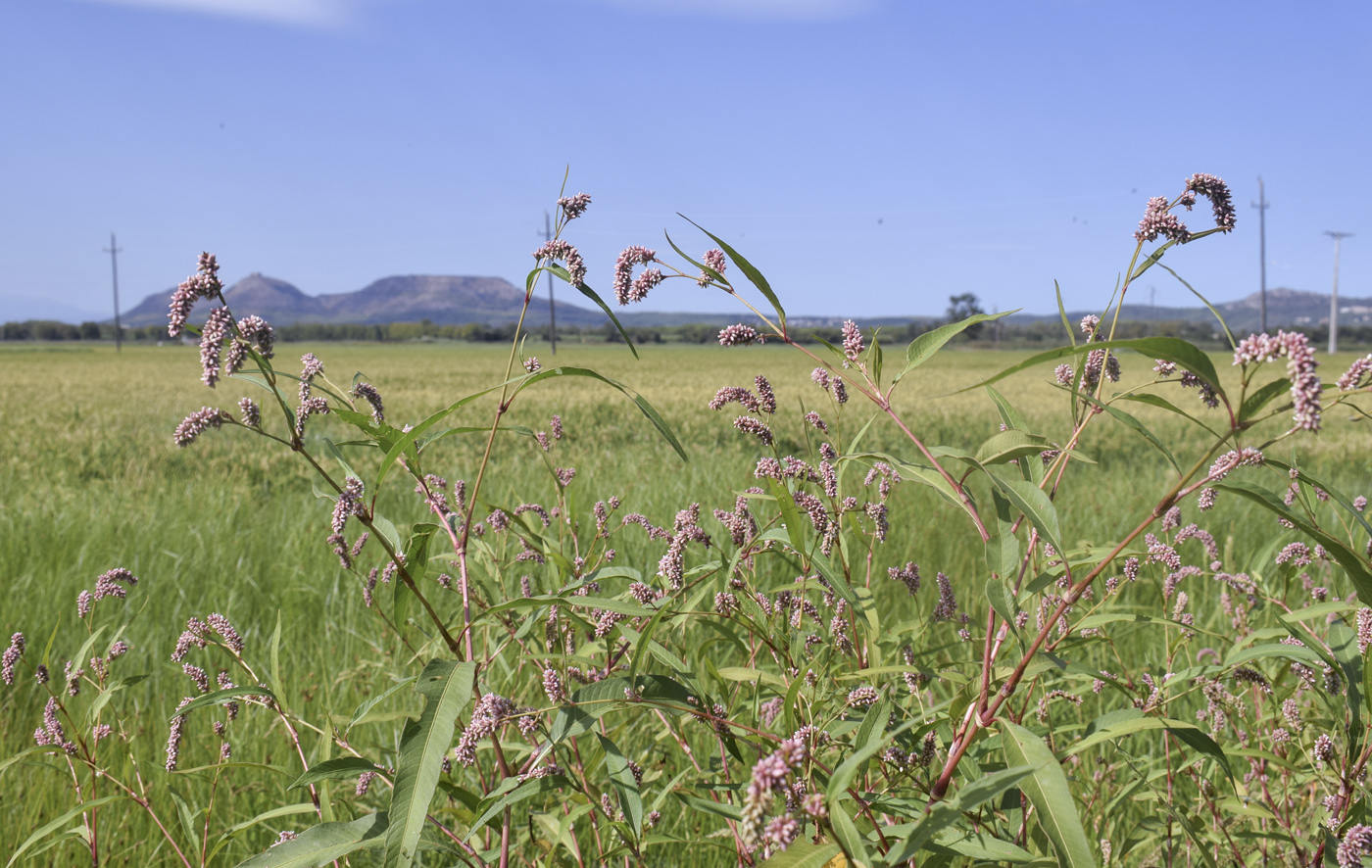 Image of Persicaria maculosa specimen.