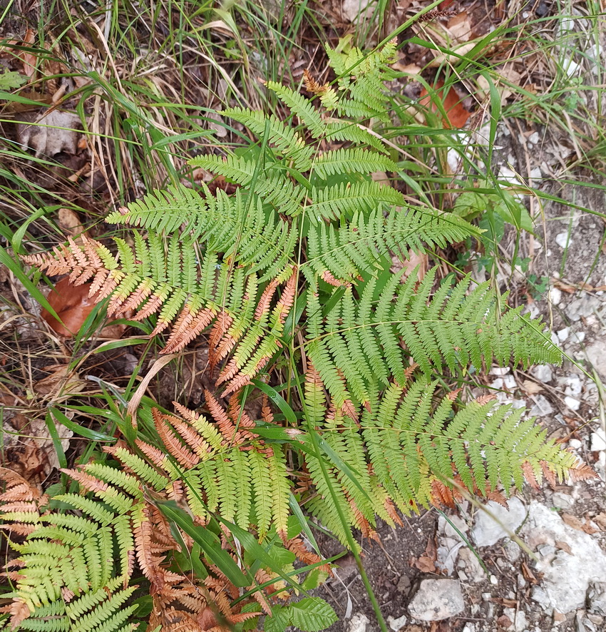 Изображение особи род Pteridium.