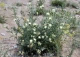 Rhaponticoides ruthenica. Цветущее растение в сообществе с Patrinia intermedia. Кыргызстан, Джалал-Абадская обл., Тогуз-Тороуский р-н, в р-не пер. Ак-Мойнок, ~ 2300 м н.у.м., каменистая осыпь.