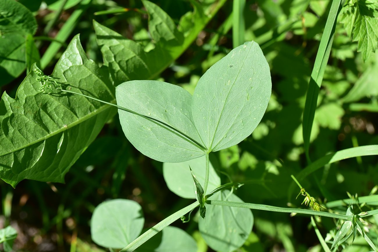 Image of genus Lathyrus specimen.