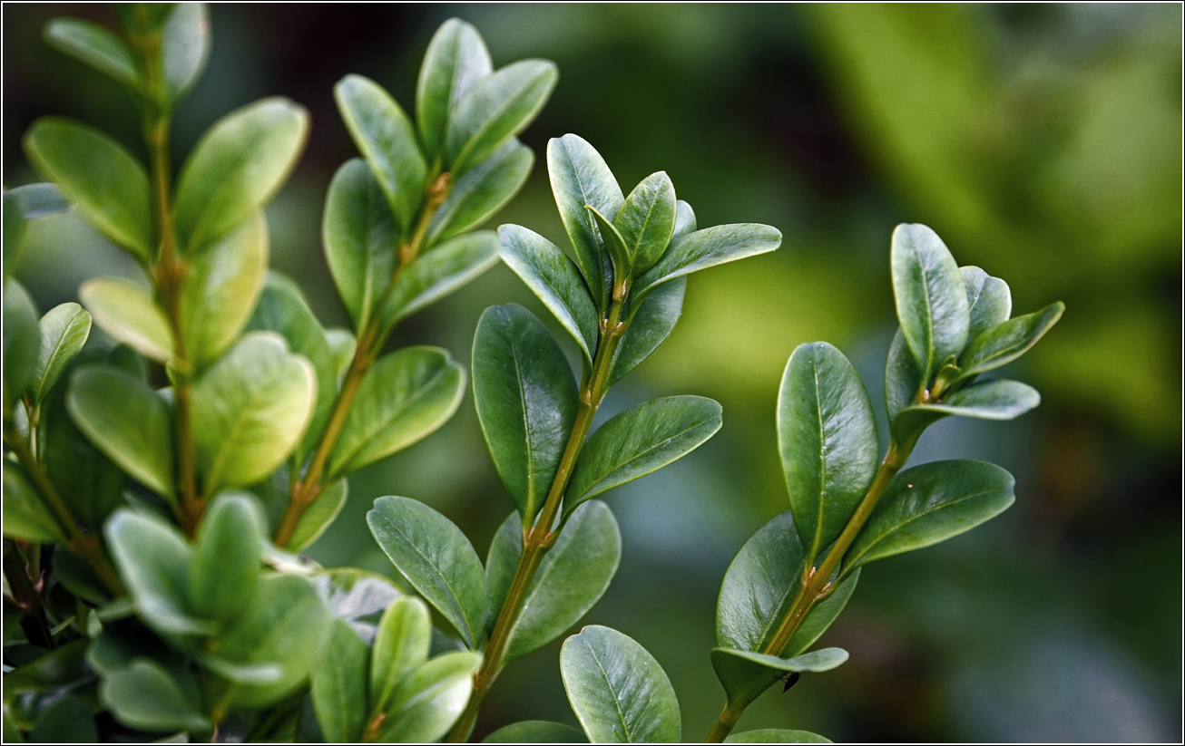 Изображение особи Buxus sempervirens.