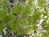 Viburnum opulus