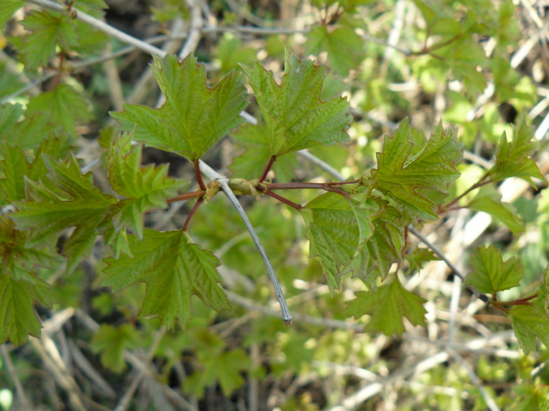 Image of Viburnum opulus specimen.