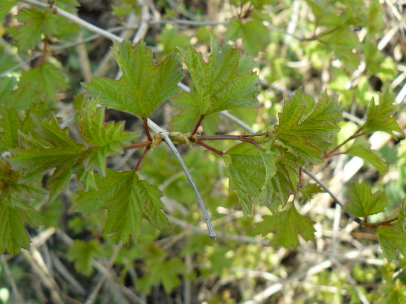 Изображение особи Viburnum opulus.