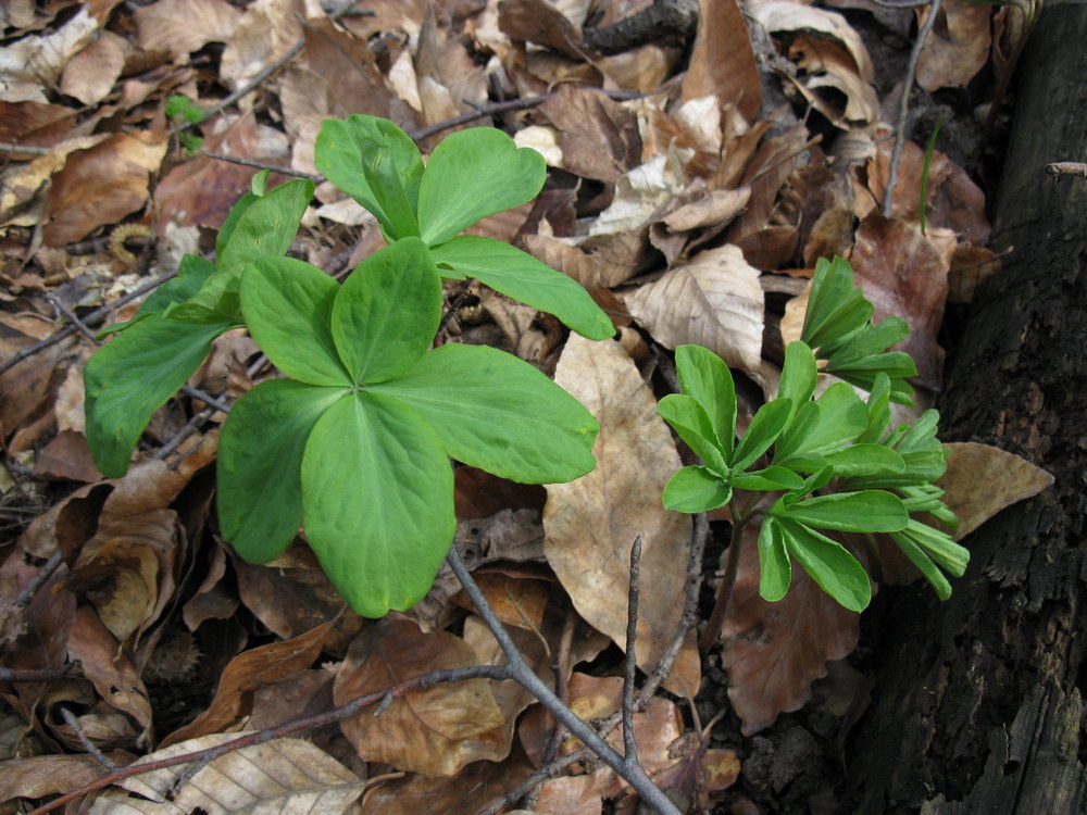 Image of Gymnospermium smirnowii specimen.