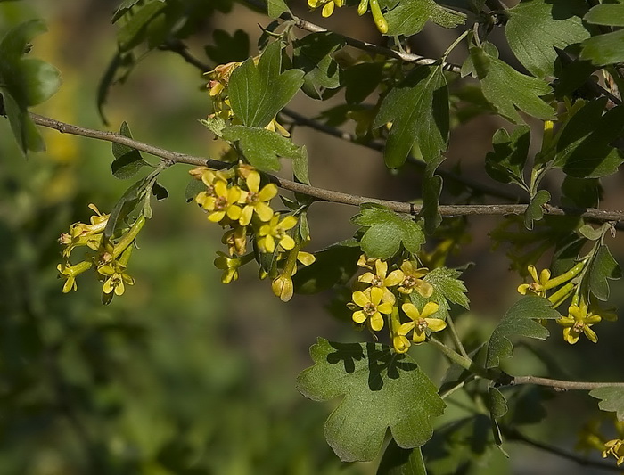 Image of Ribes aureum specimen.