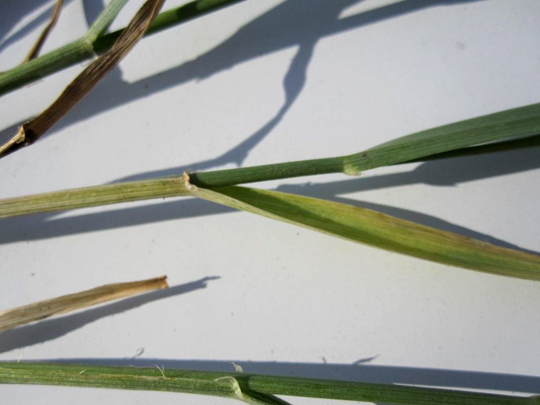 Изображение особи Psathyrostachys juncea.