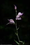 Cephalanthera rubra