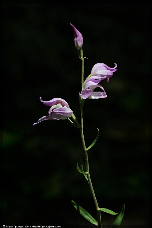 Image of Cephalanthera rubra specimen.