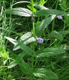 Scutellaria galericulata