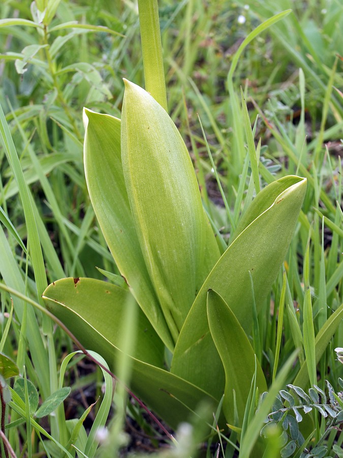 Изображение особи Orchis militaris.