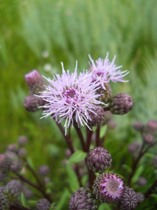 Изображение особи Cirsium setosum.