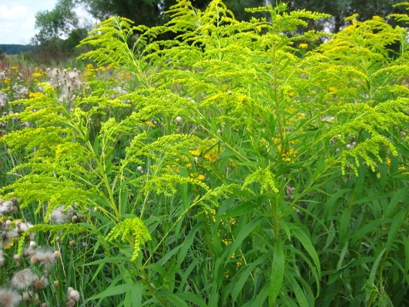 Image of Solidago canadensis specimen.