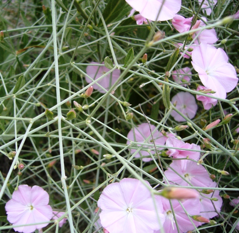 Image of Convolvulus subhirsutus specimen.