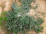 Alkanna tinctoria. Вегетирующее растение. Израиль, Шарон, г. Герцлия, высокий берег Средиземного моря. 25.12.2007.