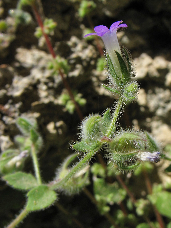 Изображение особи Campanula erinus.