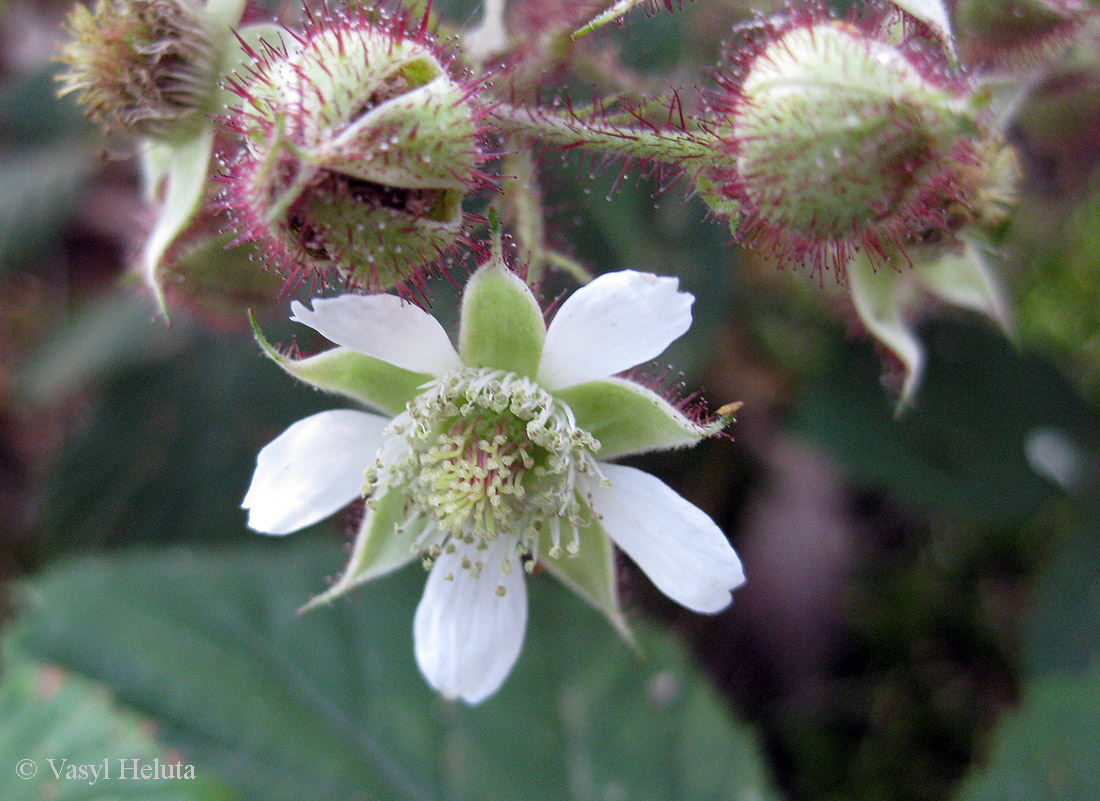 Изображение особи Rubus hirtus.