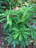 Rhododendron luteum. Побеги. Абхазия, Гудаутский р-н, г. Новый Афон, Афонская гора. 23 июля 2008 г.
