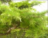 Cedrus deodara. Часть ветви. Черноморское побережье Кавказа, Новороссийск, пос. Мысхако, в культуре. 6 июля 2008 г.
