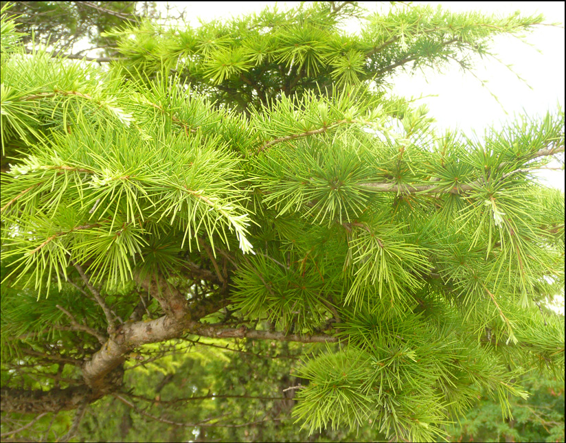 Image of Cedrus deodara specimen.