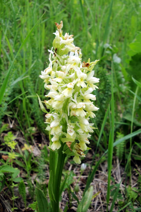 Image of Dactylorhiza romana ssp. georgica specimen.