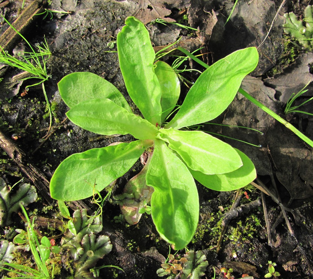 Изображение особи Coccyganthe flos-cuculi.